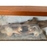 A boxed taxidermy of two red squirrels. 40cms x 71cms.Condition ReportWooden branch is detached from