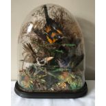 A domed glass cased taxidermy study of three exotic bird in naturalistic setting. Case 37cms h ,