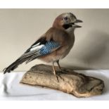 A taxidermy study of a Jay on a naturalistic log base. Approx. 23cms x 29cm.Condition ReportTall