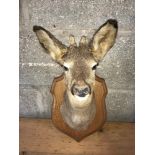 A wall mounted deer head on oak shield plaque. Overall height to tip of ear 47cms. Width of plaque