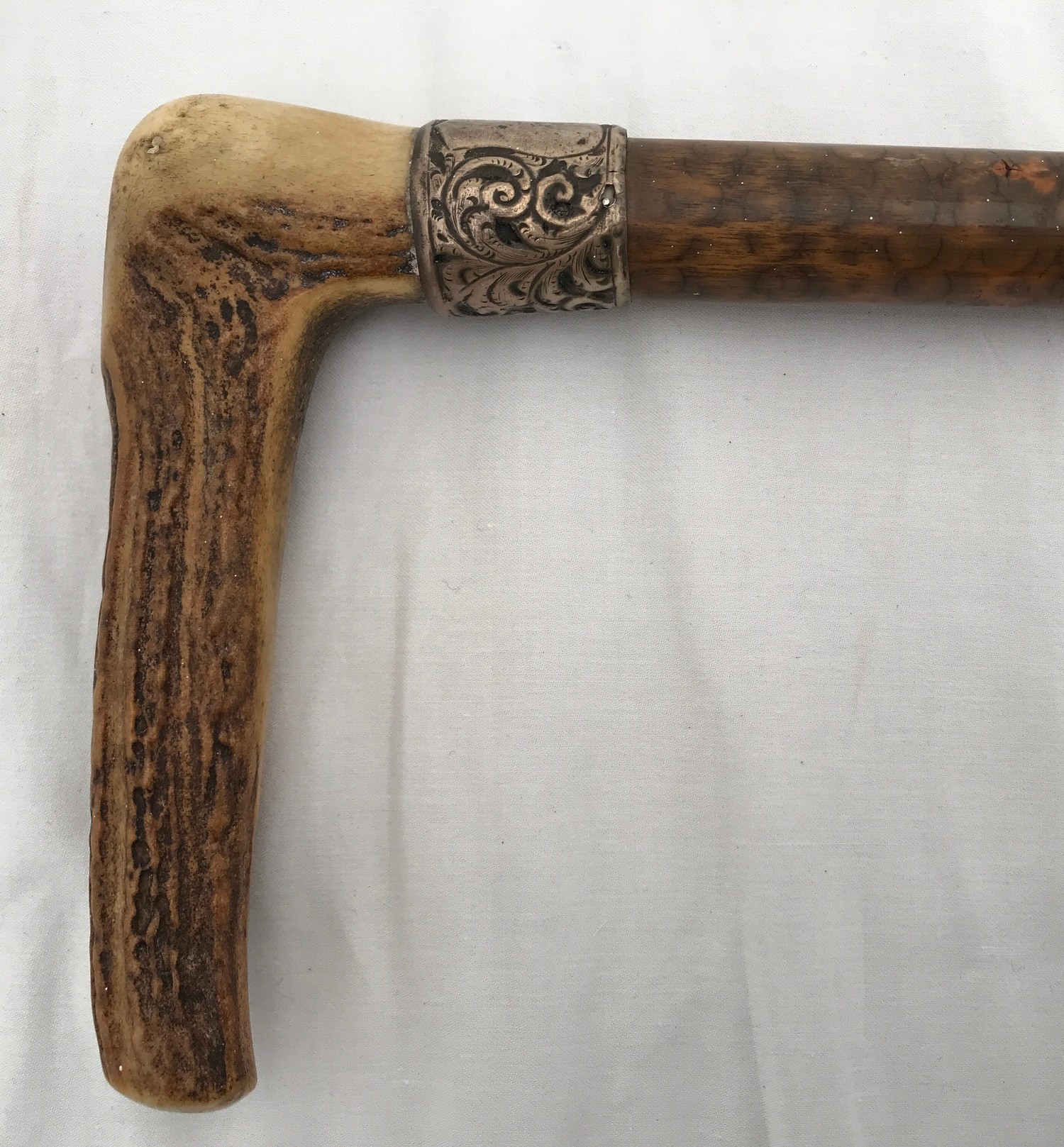 A horn handled walking stick with a silver collar. 84cms l.Condition ReportGood condition.