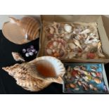 A collection of sea shells to include a Triton Trumpet, abalone etc.Condition ReportGood condition.