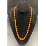 A graduated butterscotch amber bead necklace. 30.6gms. 64cms l.Condition ReportGood condition.