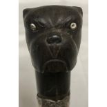 A walking cane with carved ebony handle of a bull dog with pot eyes and white metal collar, 99cms