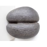 A REAL “COCO DE MER”, from Seychelles Islands, 26cm high x 24cm w