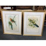 Charles Hullmandel After J Gould and H Richter, a pair of colour prints of exotic birds, Platycercus