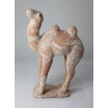 A Chinese pottery model of a camel, possibly Tang Dynasty, 34cm high (a/f)