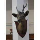 Taxidermy, a stag's head with three point antlers, mounted on an oak shield, stamped Spicer & Son,