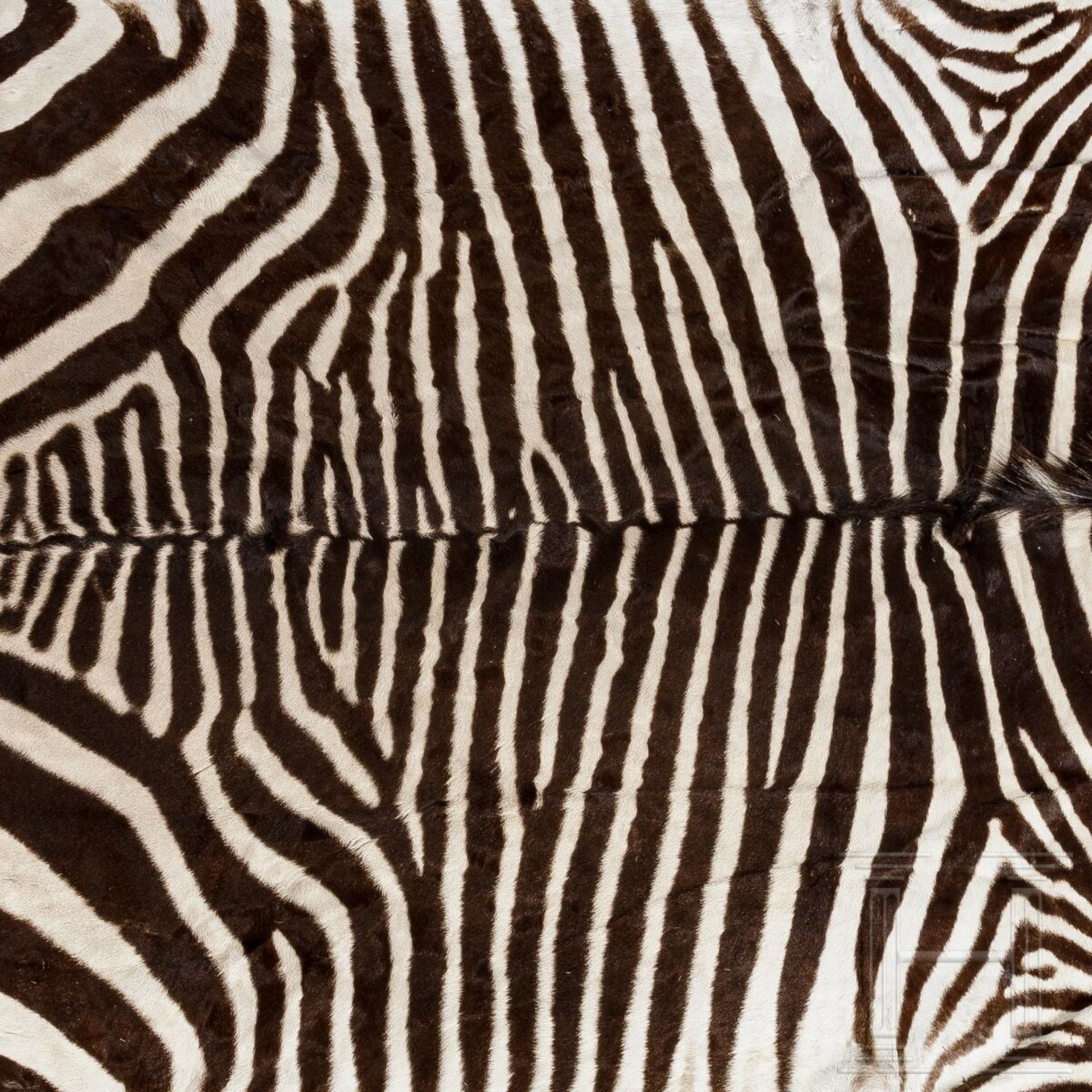 Zebrafell, sŸdšstliches Afrika, 20. Jhdt. - Bild 3 aus 3