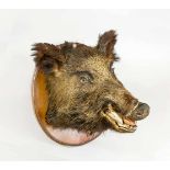 Wildschweintrophähe (Sus Scrofa), 1. H. 20. Jh., mit aufgestellten Ohren und geöffnetem Maul. An