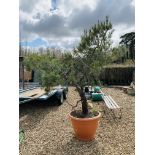 A LARGE POTTED PINE TREE AND TWO YUCCA PLANTS