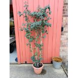 AN EVERGREEN POT PLANT HEIGHT 166CM