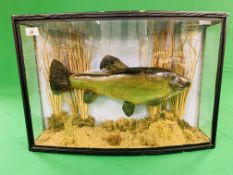 A TAXIDERMY CASED DISPLAY OF A TENCH 1961