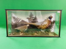 A CASED TAXIDERMY STUDY OF COCK BIRD PHEASANT AND PARTRIDGE (CABINET DIMENSIONS WIDTH 91CM,