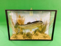 A TAXIDERMY CASED DISPLAY OF A RAINBOW TROUT 1954