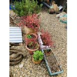 5 VARIOUS GARDEN PLANTING POTS