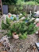 A LARGE STONEWARE GARDEN PLANTER CONTAINING PINE TREE HEIGHT 170CM