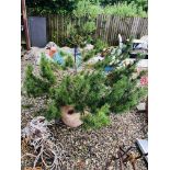 A LARGE STONEWARE GARDEN PLANTER CONTAINING PINE TREE HEIGHT 170CM