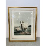 A FRAMED AND MOUNTED CATTLE SCENE COLOURED ENGRAVING 62 X 47.