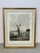 A FRAMED AND MOUNTED CATTLE SCENE COLOURED ENGRAVING 62 X 47.
