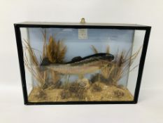 A TAXIDERMY CASED DISPLAY OF A RAINBOW TROUT 1954