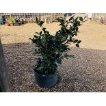 A CAMELLIA SHRUB IN LARGE PLANTER - OVERALL HEIGHT 130CM.