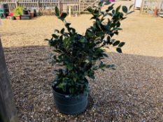 A CAMELLIA SHRUB IN LARGE PLANTER - OVERALL HEIGHT 130CM.