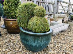 A LARGE GLAZED GARDEN PLANTER WITH BOXED TOPIARY PEACOCK H 75CM