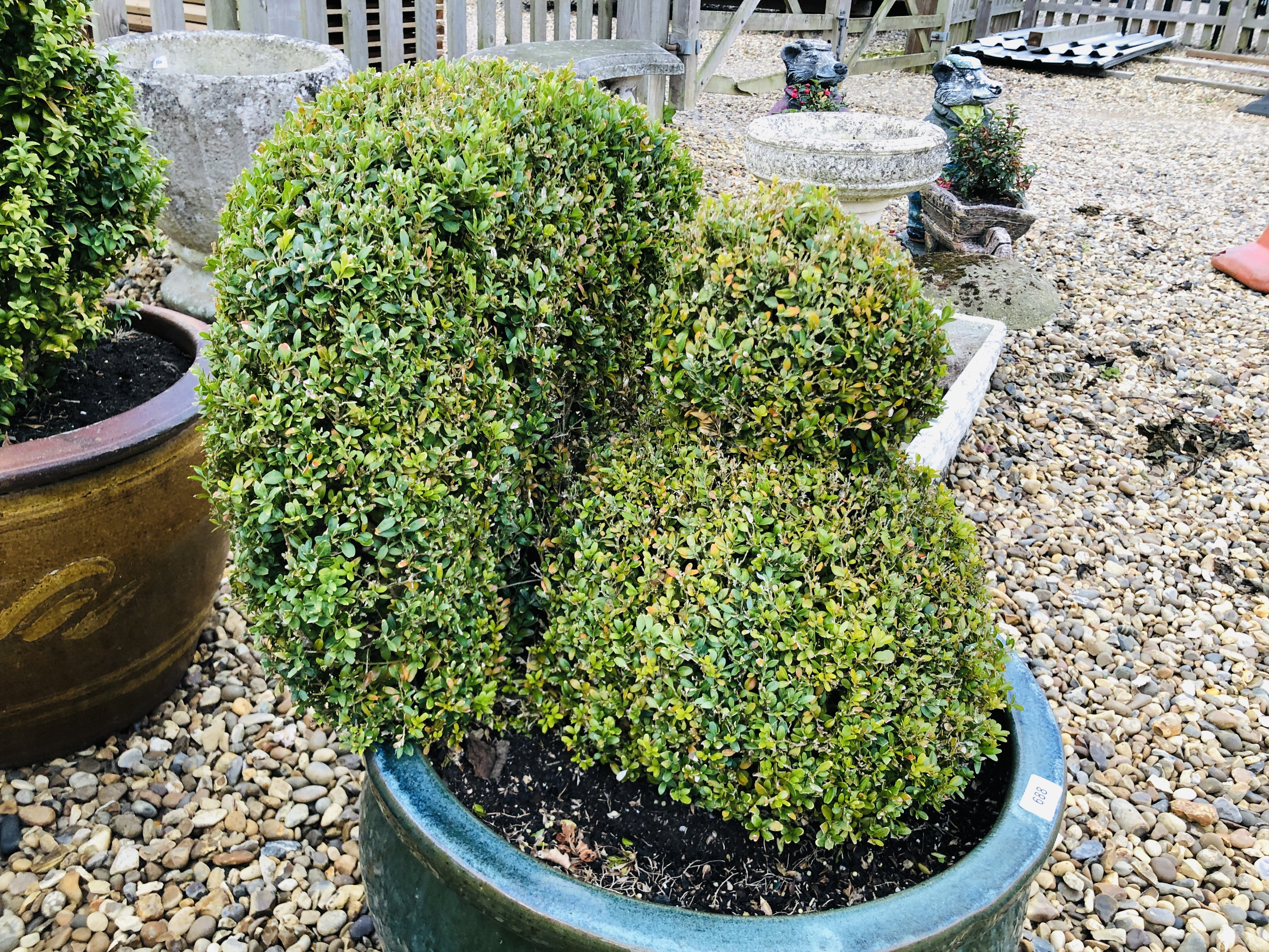 A LARGE GLAZED GARDEN PLANTER WITH BOXED TOPIARY PEACOCK H 75CM - Image 2 of 4