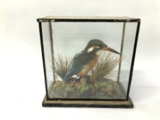 VICTORIAN CASED TAXIDERMY STUDY OF A KINGFISHER - H 18.5CM X W 18CM X D 8CM.