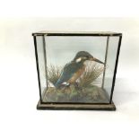 VICTORIAN CASED TAXIDERMY STUDY OF A KINGFISHER - H 18.5CM X W 18CM X D 8CM.