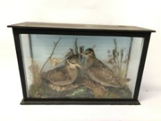 CASED TAXIDERMY STUDY OF A PAIR OF WOODCOCKS - H 33CM. W 53.5CM X D 19CM.