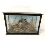 CASED TAXIDERMY STUDY OF A PAIR OF WOODCOCKS - H 33CM. W 53.5CM X D 19CM.