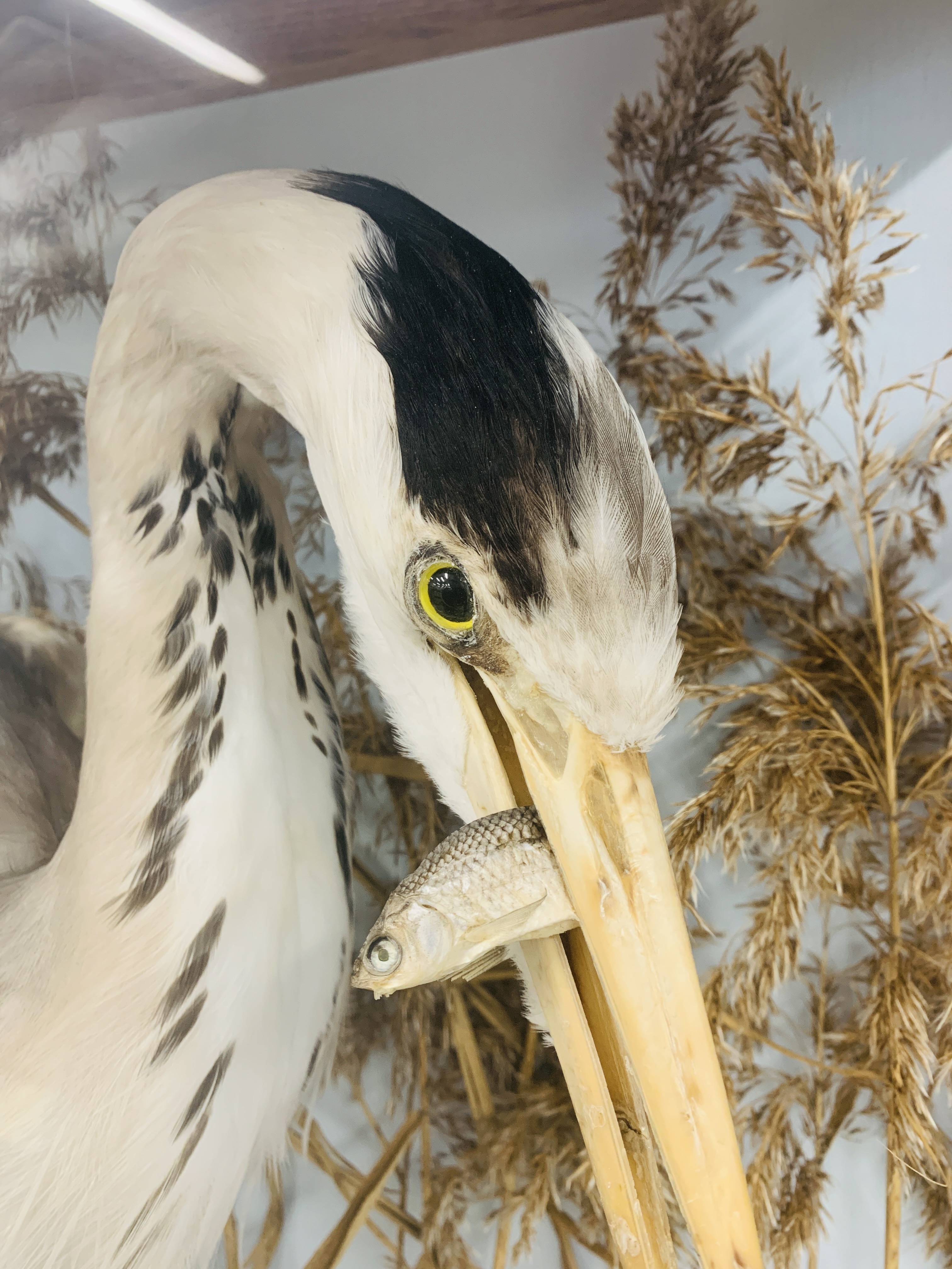 VICTORIAN TAXIDERMY STUDY OF A STANDING HERON HOLDING FISH, - Image 9 of 9