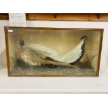 A CASED TAXIDERMY STUDY OF A PAIR OF PHEASANTS BEARING LABEL - H 52CM. W 98.5CM. D 23CM.