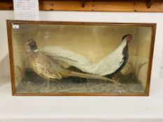 A CASED TAXIDERMY STUDY OF A PAIR OF PHEASANTS BEARING LABEL - H 52CM. W 98.5CM. D 23CM.