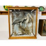 VICTORIAN TAXIDERMY STUDY OF A STANDING HERON HOLDING FISH,