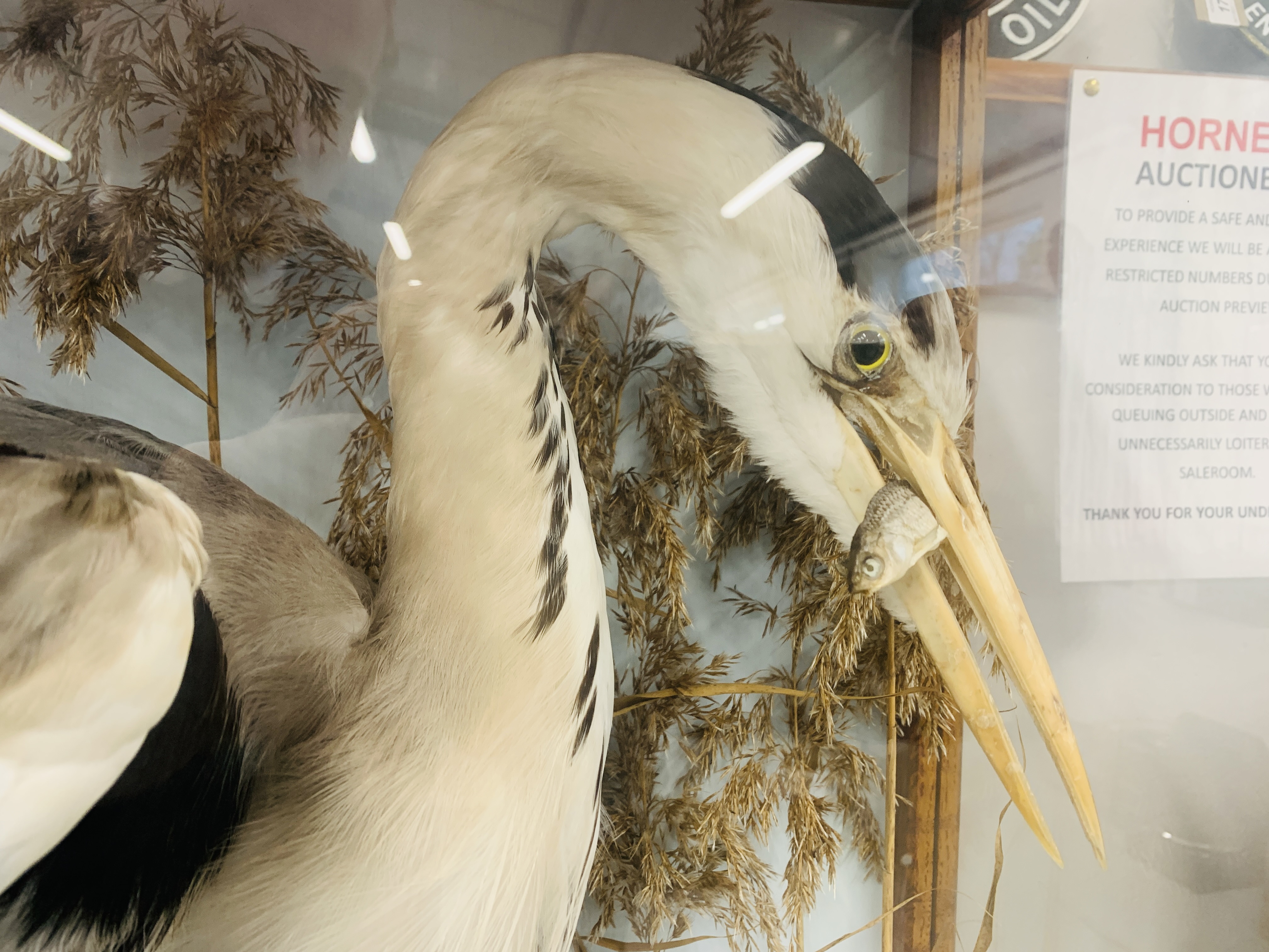 VICTORIAN TAXIDERMY STUDY OF A STANDING HERON HOLDING FISH, - Image 3 of 9