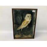 VICTORIAN CASED TAXIDERMY STUDY OF A BARN OWL - H 45CM. W 32.5 CM. D 22CM.