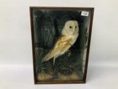 VICTORIAN CASED TAXIDERMY STUDY OF A BARN OWL - H 45CM. W 32.5 CM. D 22CM.