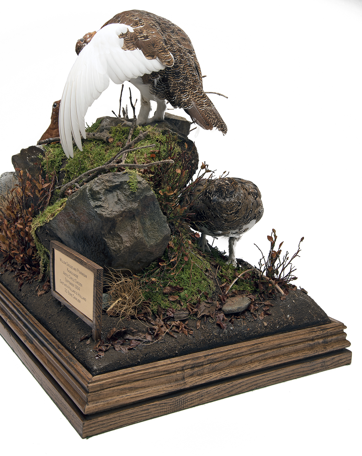 A FINE CASED DISPLAY OF WILLOW GROUSE AND PTARMIGAN, showing two full-mounts of willow grouse and - Image 2 of 3