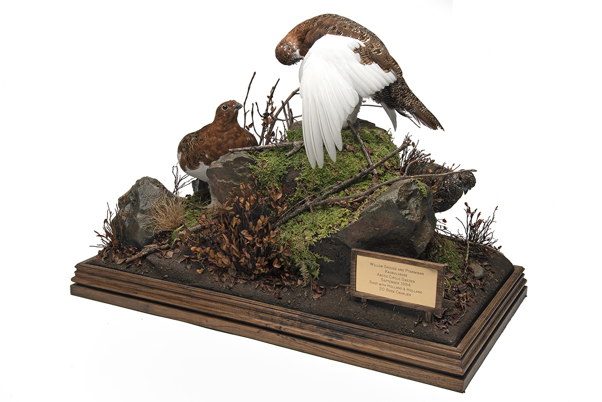 A FINE CASED DISPLAY OF WILLOW GROUSE AND PTARMIGAN, showing two full-mounts of willow grouse and