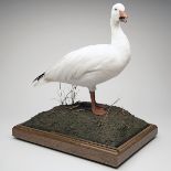 A FINE FULL-MOUNT OF A SNOW GOOSE, set and mounted in an oak and glass case, measuring approx. 21in.