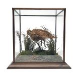A FULL-MOUNT OF A WOODCOCK, set and mounted in a glass case, measuring approx. 16 1/2in. x 18in. x