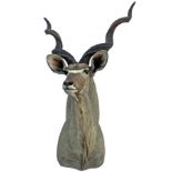A CAPE-MOUNT OF A KUDU BULL (Tragelaphus strepsiceros), with approx. 47in. horns.