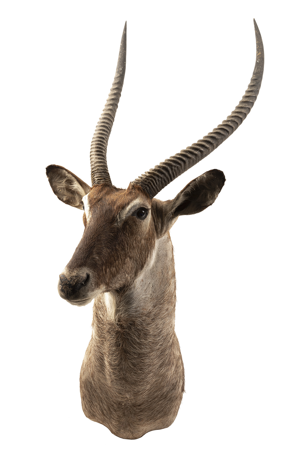 A CAPE AND HEAD MOUNT OF A WATERBUCK (kobus ellipsiprymnus), with 29in. horns.