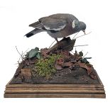 A FINE FULL-MOUNT OF A WOOD PIGEON, set in its natural habitat with two spent .410 cartridges and