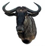 A CAPE AND HEAD MOUNT OF A BLUE WILDEBEEST (connochaetes taurinus), with approx. 19in. horns,
