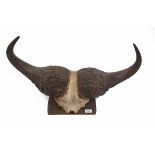 A SKULL-MOUNT OF A CAPE BUFFALO, with 8 1/4in. boss, 29in. horns, 29 1/2in. tip to tip.