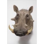 A CAPE & HEAD MOUNT OF A WARTHOG, with 5 1/2in. tusks.